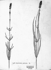 Equisetum palustre image